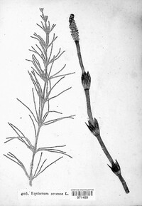 Equisetum arvense image